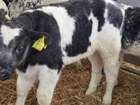 Goveda (partija, pol nije naveden), Charolais cattle — fotografija 3