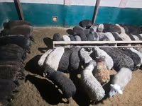 قوچ, گوسفند — عکس 4