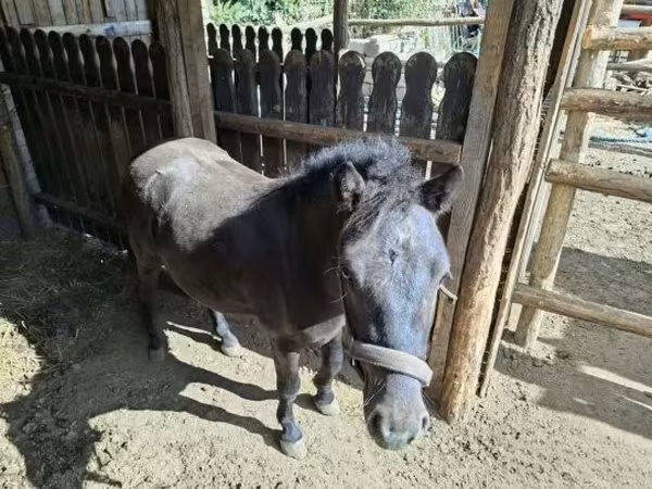公马, Horses