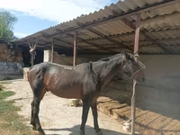Hengst, Karachay horse — Foto 3