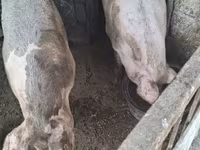 ወንድ አሣማ, Pigs — ፎቶ 1