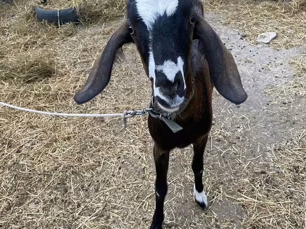 แพะตัวเมีย, Nubian Goat