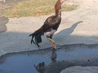Chickens — foto 5