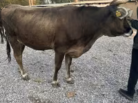 بقرة, Swiss cattle — الصورة 3