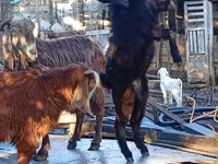 თხა, თხები — ფოტო 1