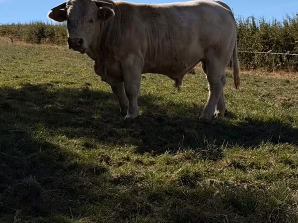 Banteng, Cast cow