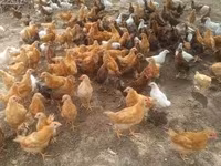 Chickens — foto 2