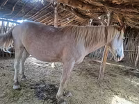 Hingst, Kazakh horse — foto 6