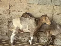 Qoʻchqor, Arashan sheep — 3-rasm