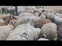 میش, گوسفند — عکس 1