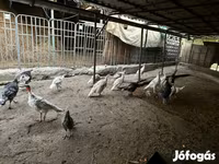 Turkeys — foto 5