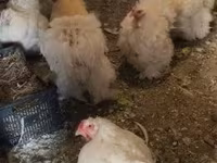 Chickens — լուսանկար 4