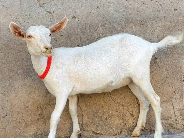 Keçi, Saanen goat