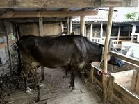 Krava, Swiss cattle — foto 2