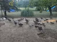 Guinea fowl — foto 6