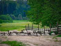 Ram, Romanov sheep — photo 4
