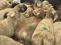 قوچ, گوسفند — عکس 2