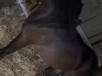 Caballo, Caballos — foto 3