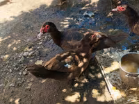 Ducks — φωτογραφία 2