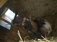 Goat, Alpine goat — photo 5