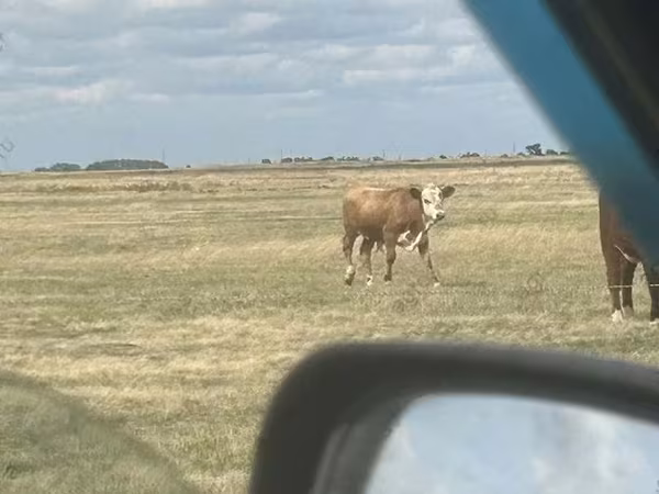 公牛, Simmental cattle