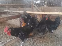 Chickens — foto 3