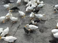 Ducks — รูปภาพ 2