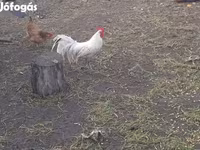 Chickens — تصویر 4