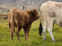 公牛, Aberdeen-Angus — 照片 7