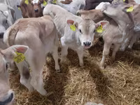 گاو نر, Simmental cattle — عکس 3