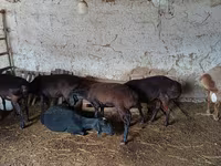 بھیڑ, بھیڑیں — تصویر 1