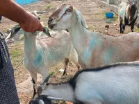 Dê đực, Dê — ảnh 6
