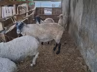 母羊, Sheep — 照片 4