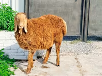 숫양, Hissar sheep — 사진 1