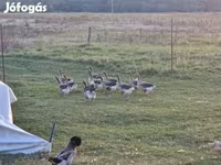 Geese — zdjęcie 5