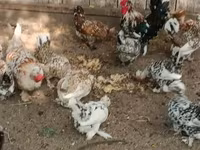 Ιαπωνικό Bantam — φωτογραφία 8