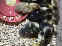 Ducks — fotografija 3