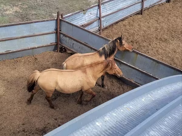 اسب نر, Mugalzhar horse