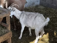 بز ماده, Alpine goat — عکس 3