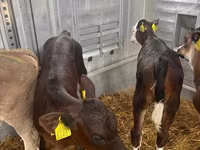ላም, Aberdeen-Angus — ፎቶ 1