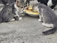 Sahibləndirilir baxa bilən heyvan sevgisi olan insanlar narahat etsin — foto 2