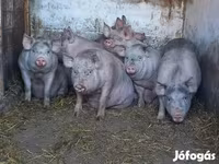 Säue, Schweine — Foto 2