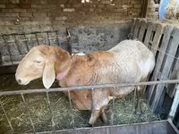 Beran, Arashan sheep — foto 8