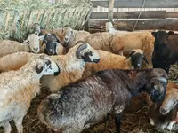 گوسفند (گروه، جنسیت مشخص نشده), Hissar sheep — عکس 6
