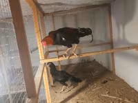 Chickens — zdjęcie 4