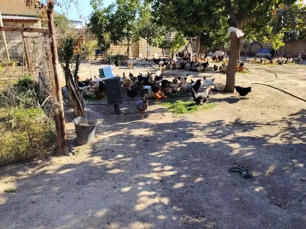 Chickens