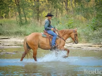 Stute, Quarter Horse — Foto 3