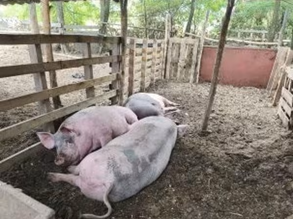 สุกร (เป็นล็อต, ไม่ระบุเพศ), หมู