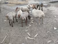 گوسفند (گروه، جنسیت مشخص نشده), گوسفند — عکس 1