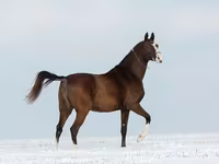 Кобила, Akhal-Teke — фото 2